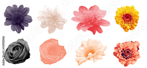 Set of floral art design, Floral set collection © Pixel Park