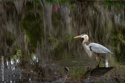 Fotografi Great blue heron hunting in a in a South Carolina swamp