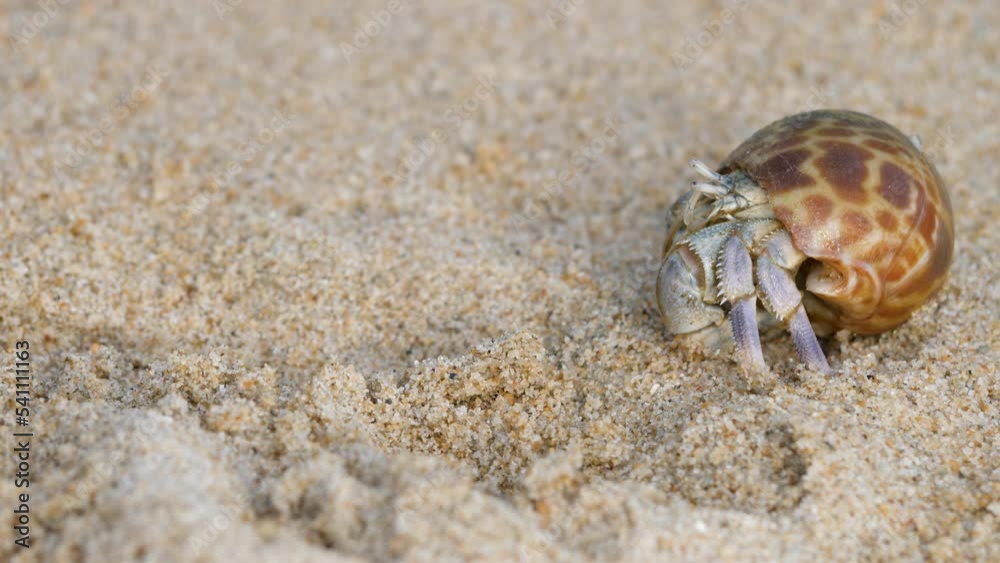 Marine hermit crabs carry mobile shelters calcified snail shells. Feeler on sand beach. Eye and head, leg, animals in wild. Summer in tropic. Shell as mobile safety home. Cancer hermit crawls Marine hermit crabs carry mobile shelters calcified snail shells. Feeler on sand beach. Eye and head, leg, animals in wild. Summer in tropic. Shell as mobile safety home. Cancer hermit crawls