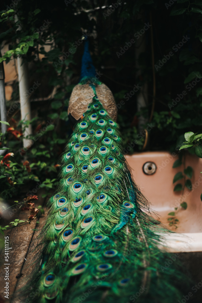 Obraz premium peacock with feathers 