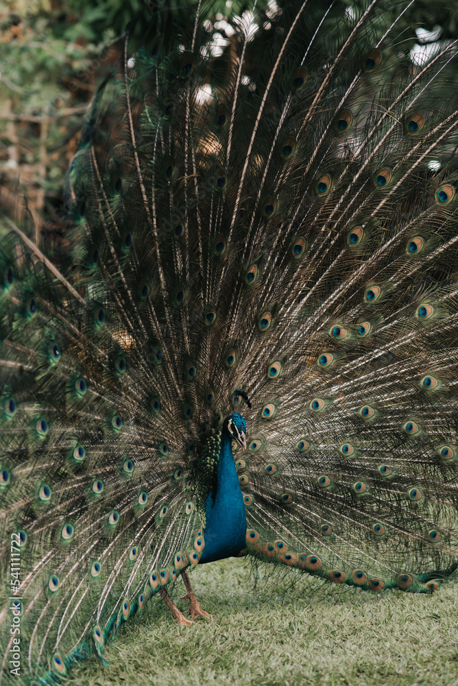 Obraz premium peacock with feathers 