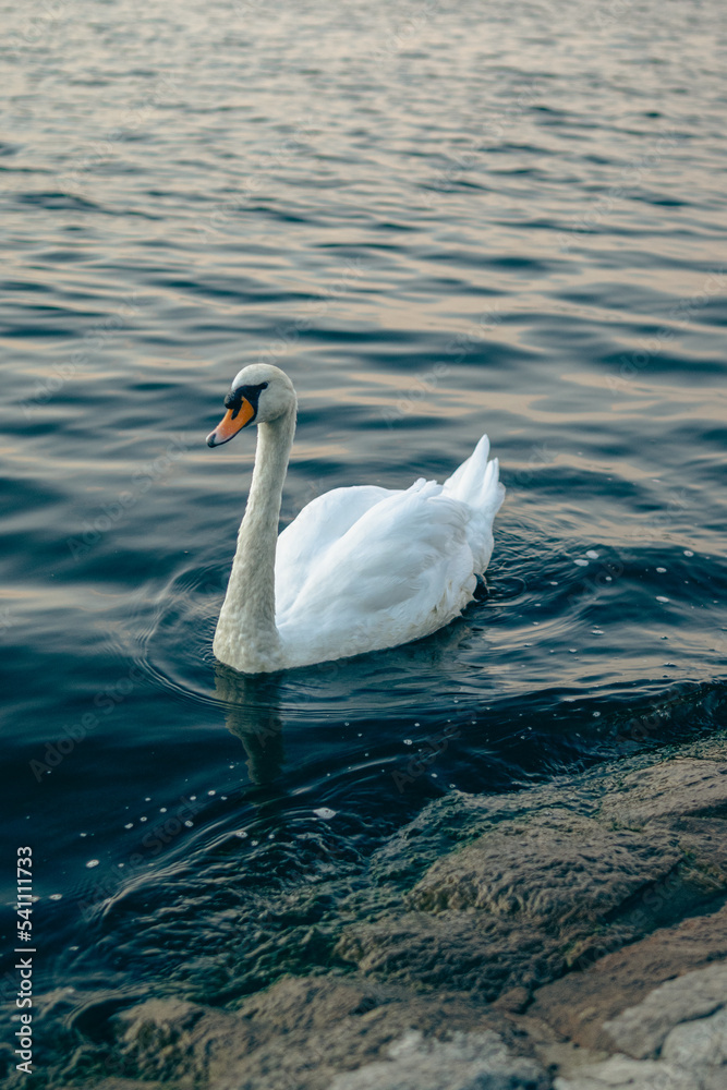 A mute swan swimming gracefully in a lake A mute swan swimming gracefully in a lake