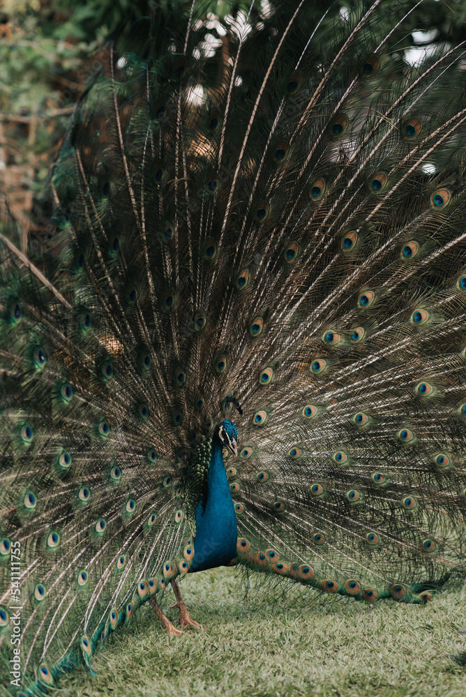 Fototapeta premium peacock with feathers 