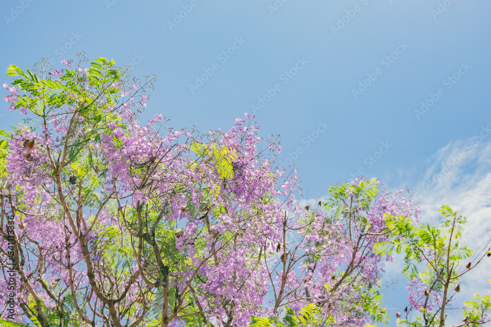 JACARANDA EN FLORACION