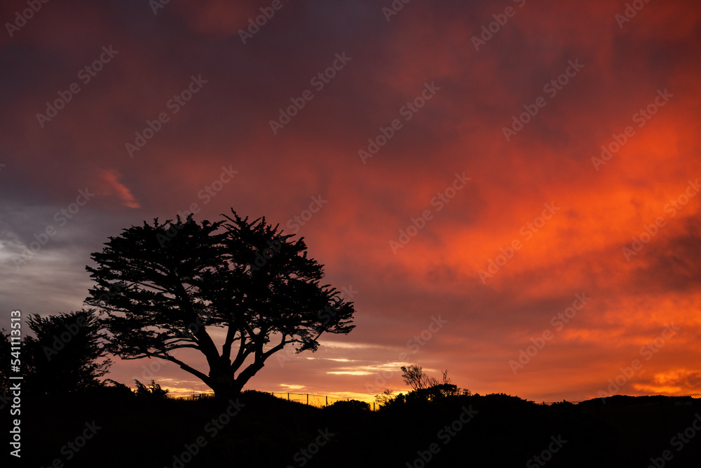 Silhouette of Tree Along California Coast