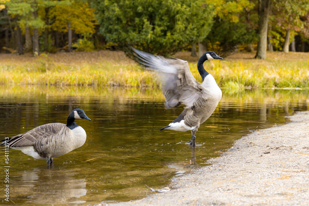 Fototapeta premium country goose on the lake flapping wings