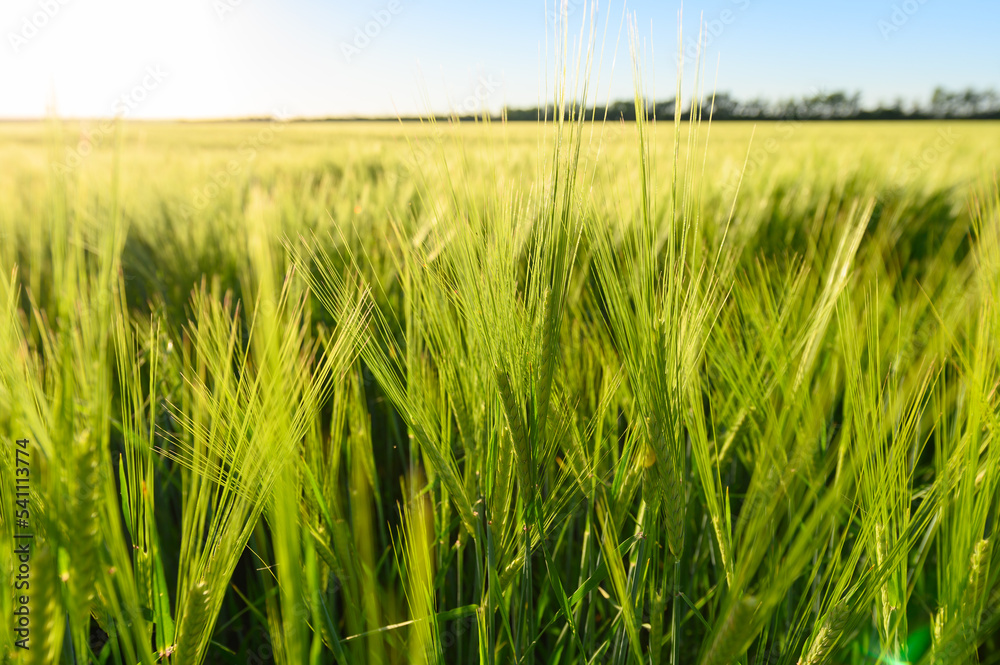 Beautiful green field of fresh barley cereals. Background Beautiful green field of fresh barley cereals. Background