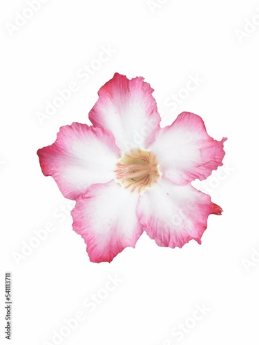 pink impala lily flower isolated on white background