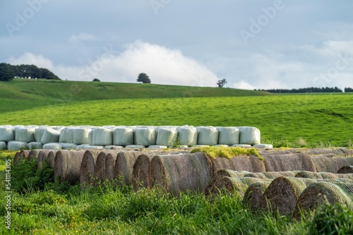 silage and hay fodder in a storage yard on a farm and ranch. animal feed to be fed to animals