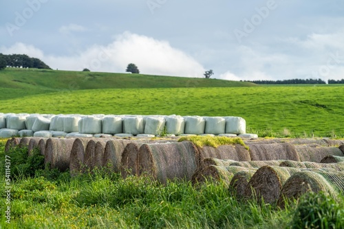 hay and silage bales stored on a farm in a stack yard in mexico