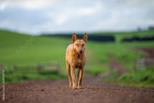 Fototapeta Naklejka Na Ścianę i Meble -  kelpie dog working dog on a sheep farm. model dog. beautiful