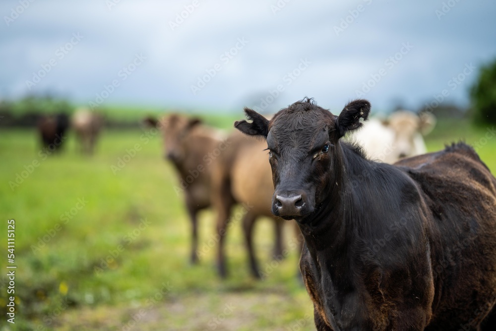 beef steaks and beef production on a farm. cows on a ranch beef steaks and beef production on a farm. cows on a ranch
