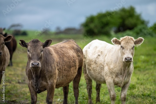 agriculture technology sustainable organic food production on a cattle beef farm in america