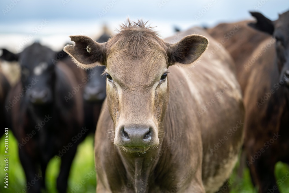 agriculture technology sustainable organic food production on a cattle beef farm in america agriculture technology sustainable organic food production on a cattle beef farm in america