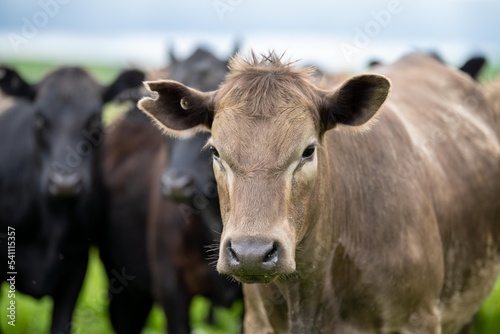 organic livestock with zero carbon emissions on a farm