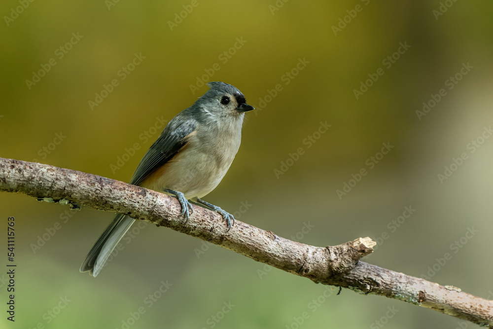 Tufted Titmouse