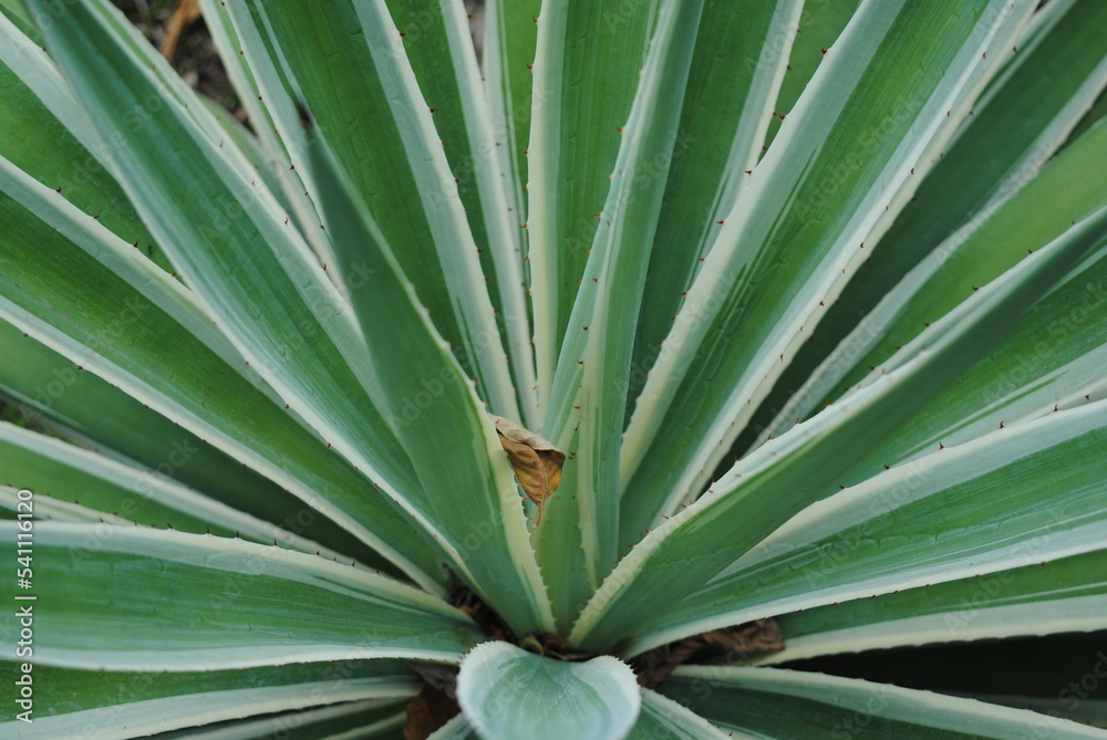 Fototapeta premium Common agave