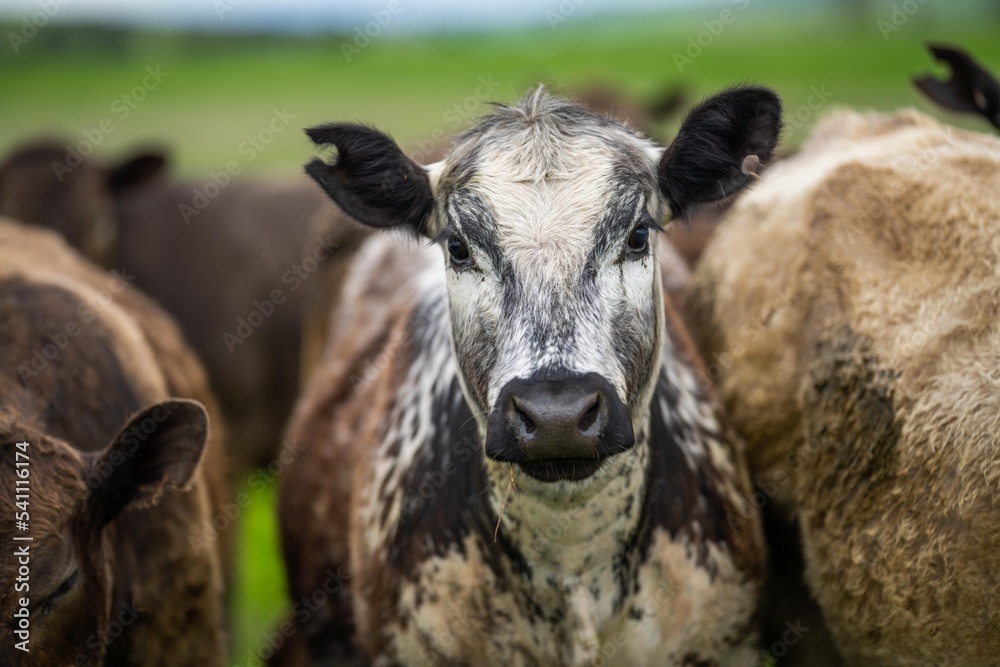meat production on a organic ranch and cows eating grass meat production on a organic ranch and cows eating grass