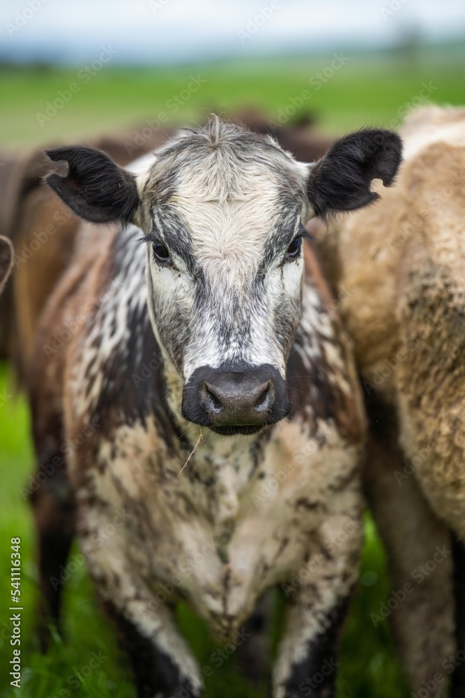 organic livestock with zero carbon emissions on a farm organic livestock with zero carbon emissions on a farm