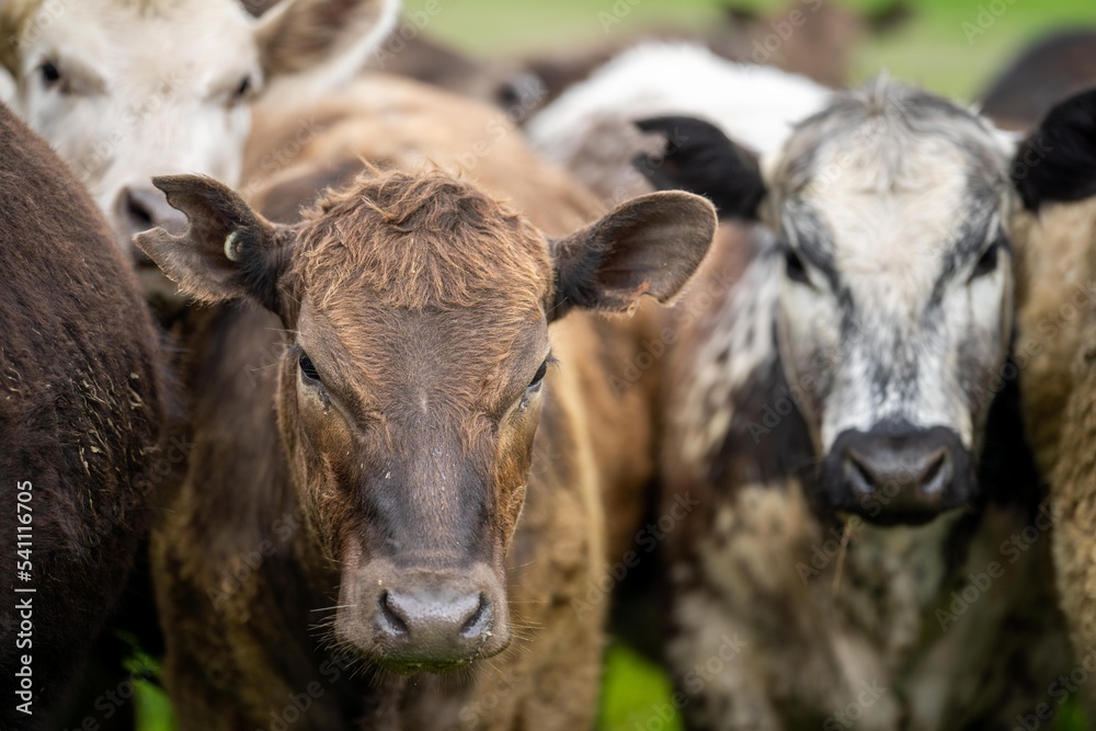 Obraz premium Close up of dairy cows in the field, Angus and Murray Grey beef Cattle eating long pasture in spring and summer.