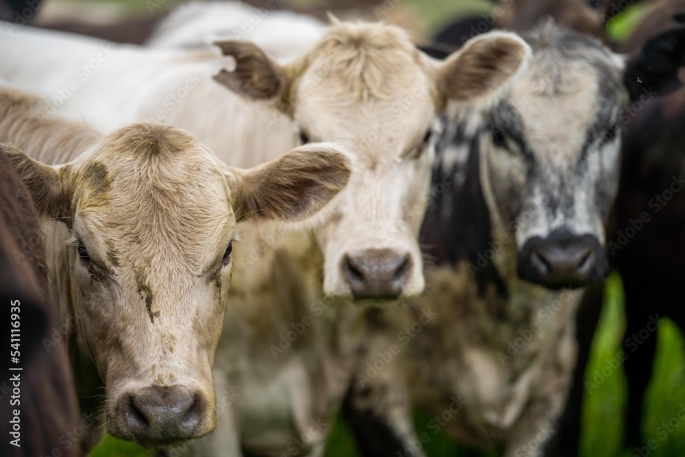 Herefords and Angus cattle grazing on pasture. Cows in a field on top of a hill eating grass, farmed organic and regenerative produced Herefords and Angus cattle grazing on pasture. Cows in a field on top of a hill eating grass, farmed organic and regenerative produced