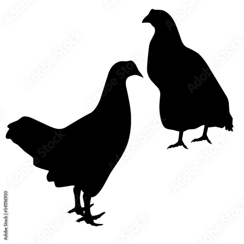 Realistic silhouette of two chickens. Vector isolated on a white background. Great for poultry farm logos, posters and banners