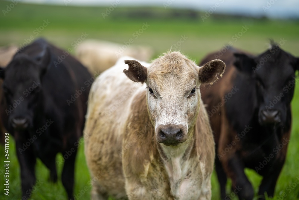 agriculture technology sustainable organic food production on a cattle beef farm in america agriculture technology sustainable organic food production on a cattle beef farm in america