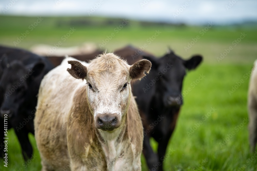 meat production on a organic ranch and cows eating grass