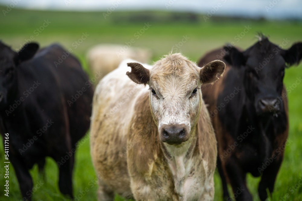 Close up of dairy cows in the field, Angus and Murray Grey beef Cattle eating long pasture in spring and summer. Close up of dairy cows in the field, Angus and Murray Grey beef Cattle eating long pasture in spring and summer.