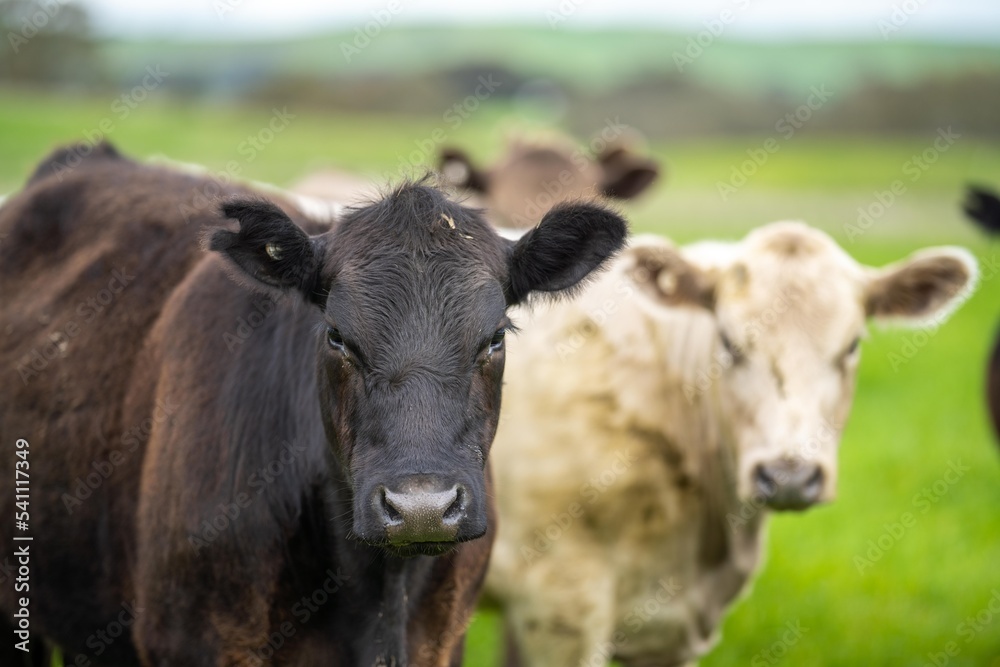organic livestock with zero carbon emissions on a farm organic livestock with zero carbon emissions on a farm