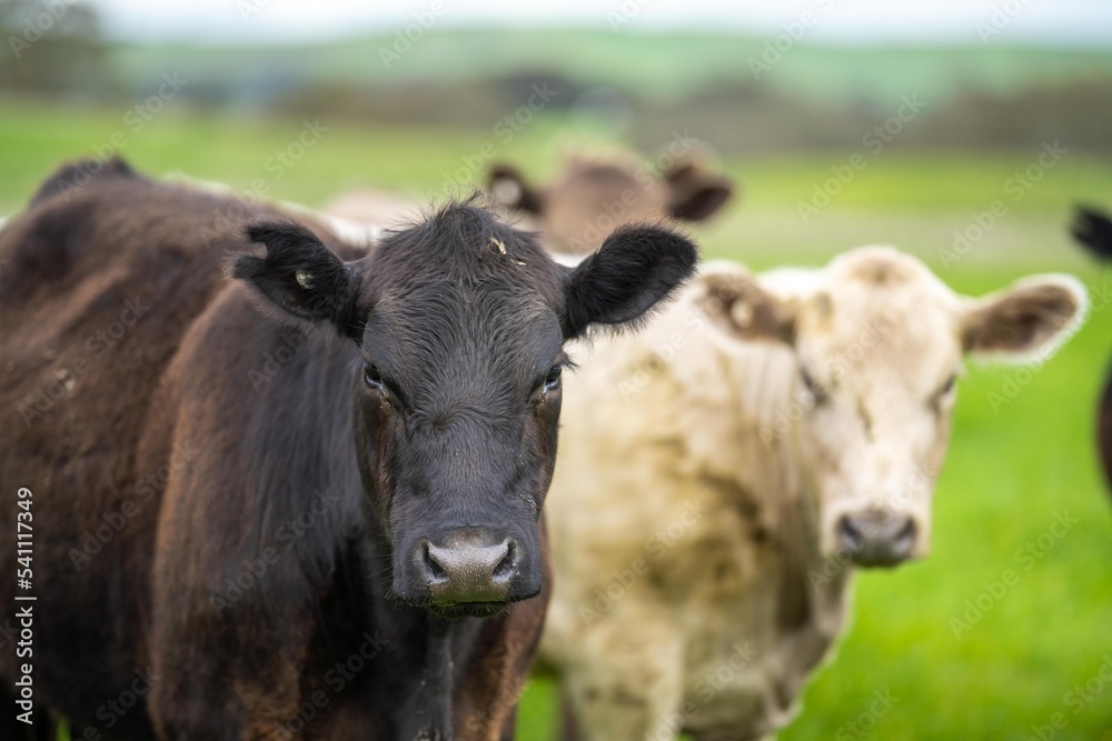 organic livestock with zero carbon emissions on a farm