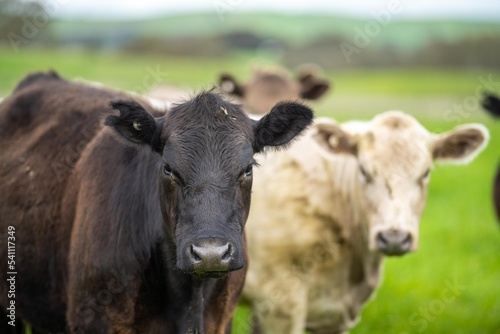 organic livestock with zero carbon emissions on a farm