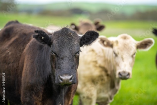 beef steaks and beef production on a farm.  cows on a ranch © Phoebe