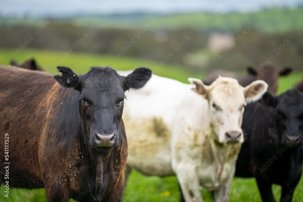 organic livestock with zero carbon emissions on a farm