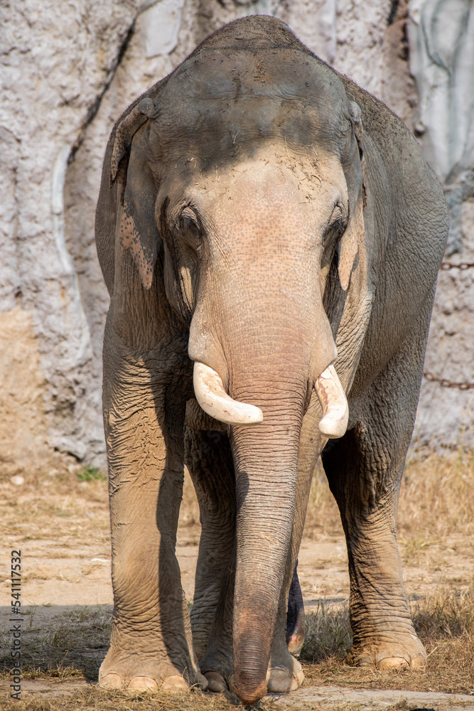 Fototapeta premium An elephant walking calmly between rocks in its habitat. Africa animals concept