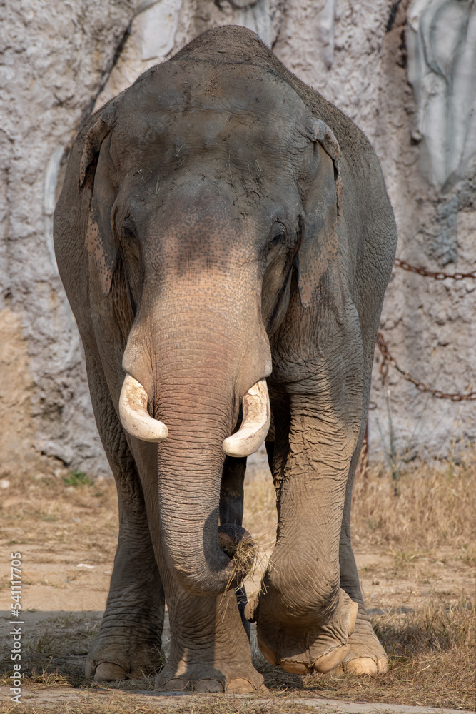 Fototapeta premium African bush elephant (Loxodonta africana) crossing the road