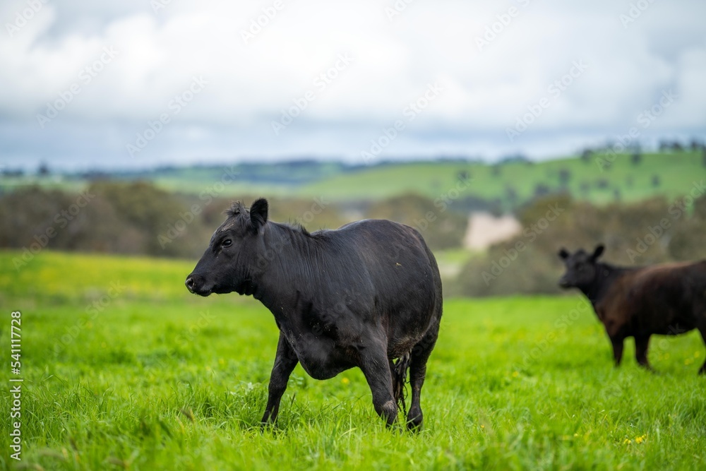 Herefords and Angus cattle grazing on pasture. Cows in a field on top of a hill eating grass, farmed organic and regenerative produced