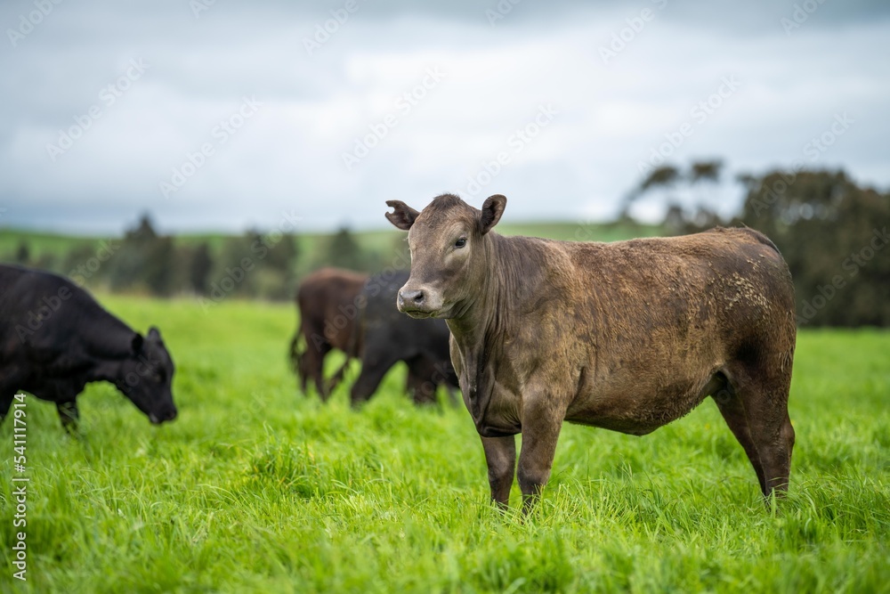 organic livestock with zero carbon emissions on a farm organic livestock with zero carbon emissions on a farm