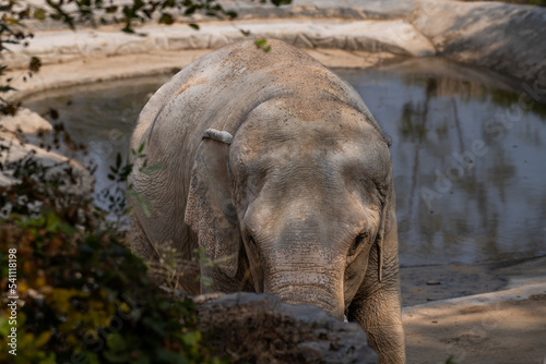 Elephant cooling off in the mud and water in the shadow of the tree