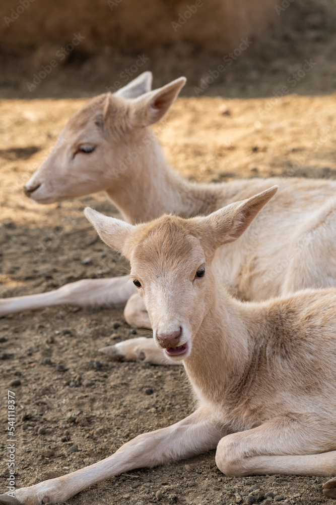 Two small Arabian Reem Gazelle Fawn in natural habitat conservation area, Saudi Arabia Two small Arabian Reem Gazelle Fawn in natural habitat conservation area, Saudi Arabia