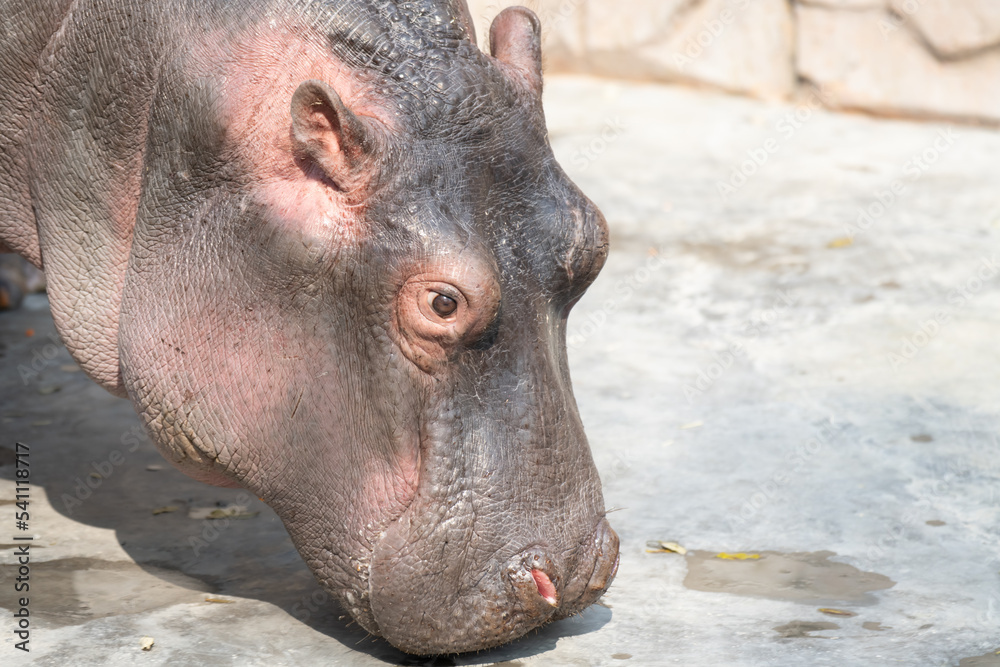 A closeup shot of a young hippo smelling on a dirt ground A closeup shot of a young hippo smelling on a dirt ground