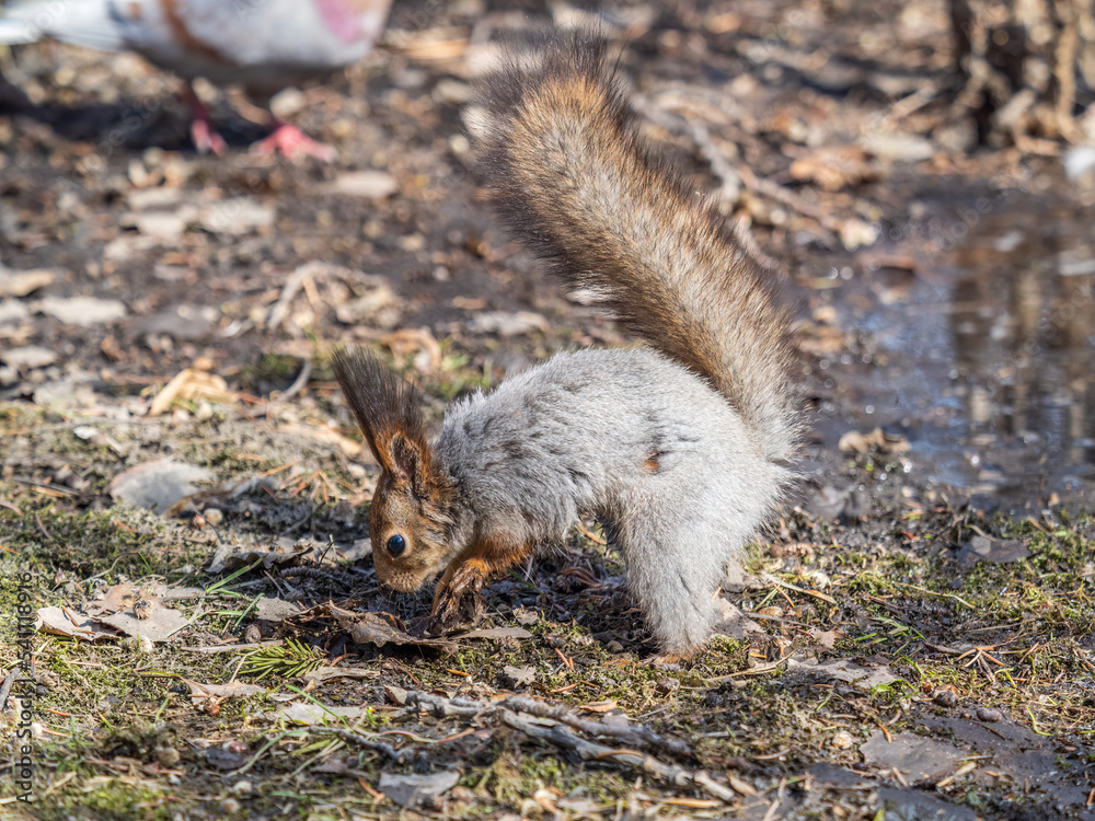 Obraz premium Squirrel in autumn or spring hides nuts on the green grass with fallen yellow leaves