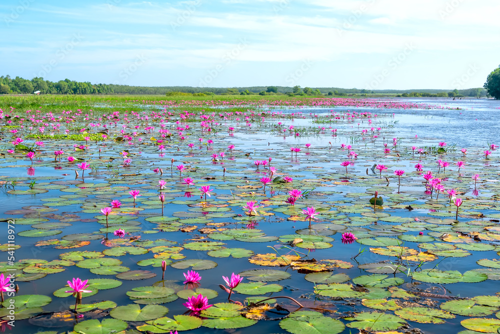Fields water lilies bloom season in a large flooded lagoon in Tay Ninh, Vietnam. Flowers grow naturally when the flood water is high, represent the purity, simplicity Fields water lilies bloom season in a large flooded lagoon in Tay Ninh, Vietnam. Flowers grow naturally when the flood water is high, represent the purity, simplicity