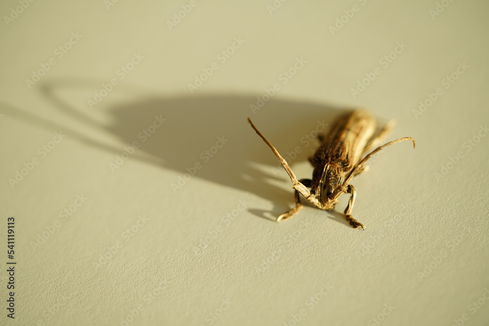 Xylorhiza adusta, one of longhorn beetle with hairy outlook Xylorhiza adusta, one of longhorn beetle with hairy outlook