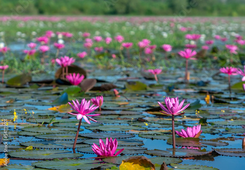 Water lilies bloom season in a large flooded lagoon in Tay Ninh  Vietnam. Flowers grow naturally when the flood water is high  represent the purity  simplicity