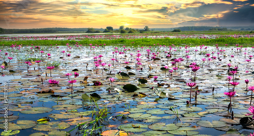 Fields water lilies bloom season in a large flooded lagoon in Tay Ninh, Vietnam. Flowers grow naturally when the flood water is high, represent the purity, simplicity photo