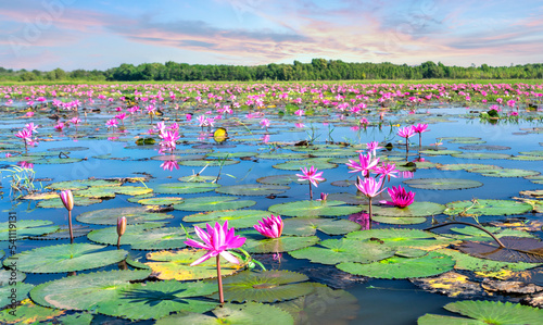 Fields water lilies bloom season in a large flooded lagoon in Tay Ninh, Vietnam. Flowers grow naturally when the flood water is high, represent the purity, simplicity