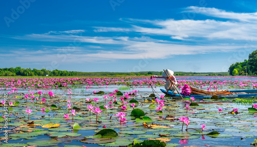 A farmer rowing a boat harvesting water lily in a flooded field on a winter morning, this is her daily livelihood to support family in Tay Ninh, Vietnam