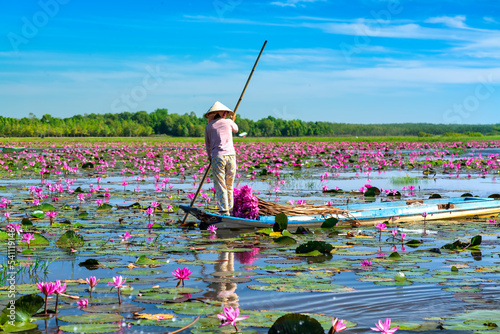 A farmer rowing a boat harvesting water lily in a flooded field on a winter morning, this is her daily livelihood to support family in Tay Ninh, Vietnam photo