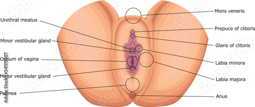 女性外性器　女性生殖器　構造　イラスト